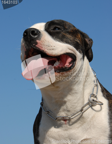 Image of head of pit bull