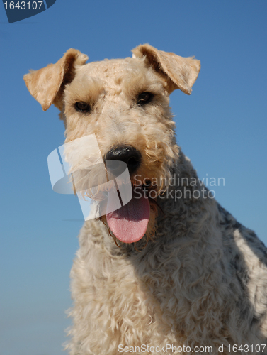 Image of fox terrier