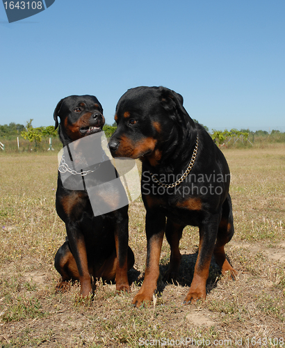 Image of two rottweilers
