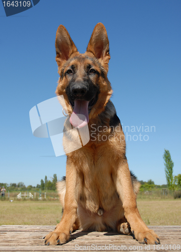 Image of puppy german shepherd