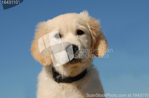 Image of puppy golden retriever