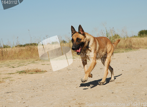 Image of running belgian shepherd