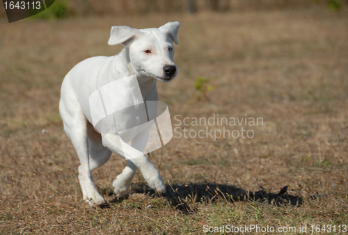 Image of running jack russel terrier