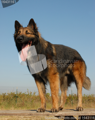 Image of belgian shepherd tervuren