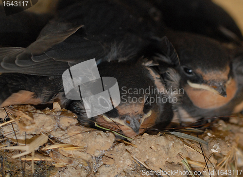 Image of young swallow