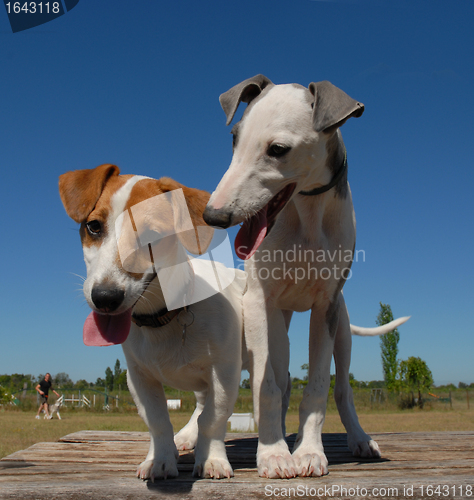 Image of two little dogs