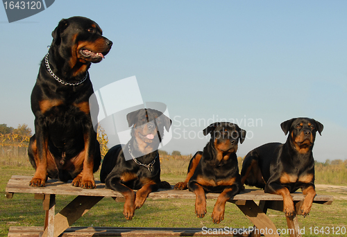 Image of four rottweilers