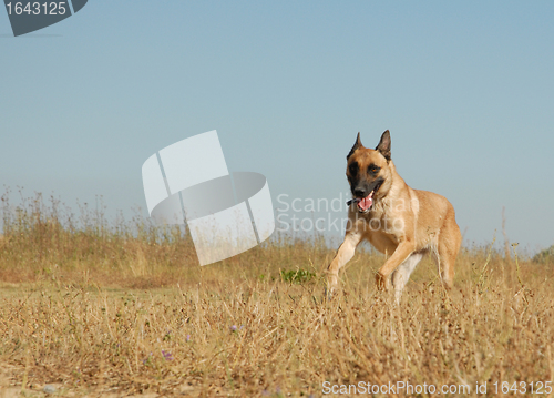 Image of running malinois