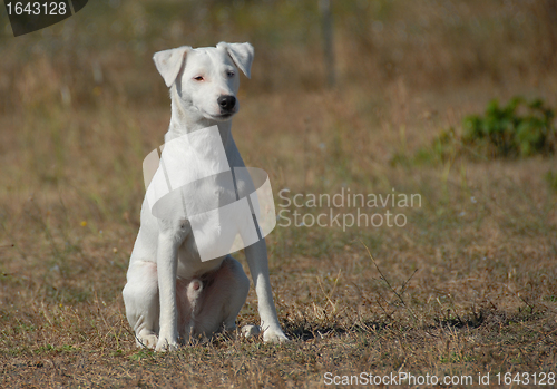 Image of sitting jack russel terrier