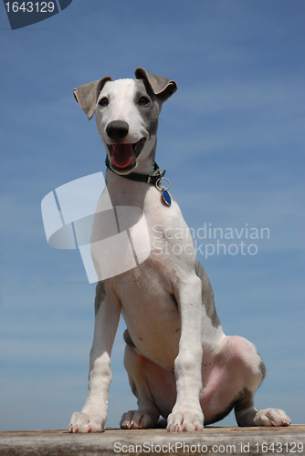 Image of puppy whippet