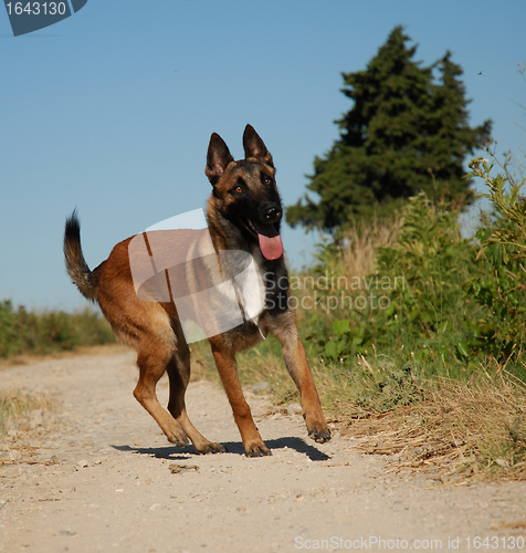 Image of young malinois