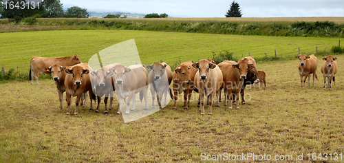 Image of group of cow