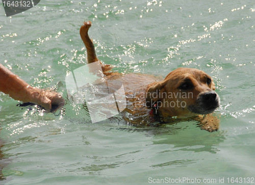 Image of swimming dog