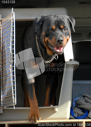 Image of rottweiler in a box