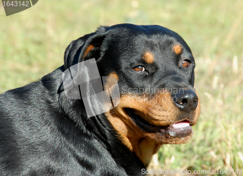 Image of rottweiler