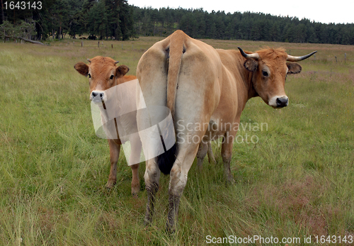 Image of cow and calf