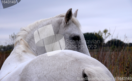 Image of white horse