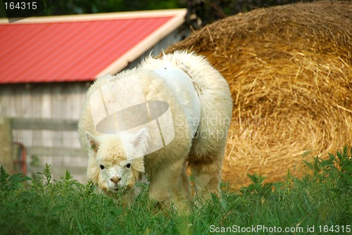 Image of Alpaca sheep grazing in the field at the farm.