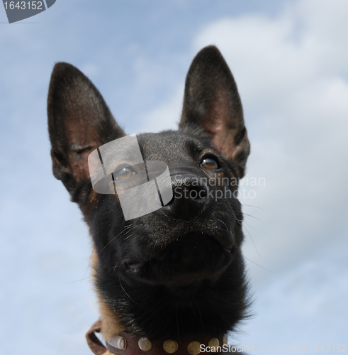 Image of puppy malinois