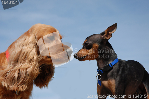 Image of two little dogs