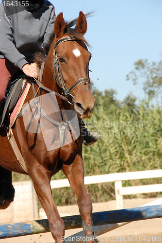 Image of jumping horse