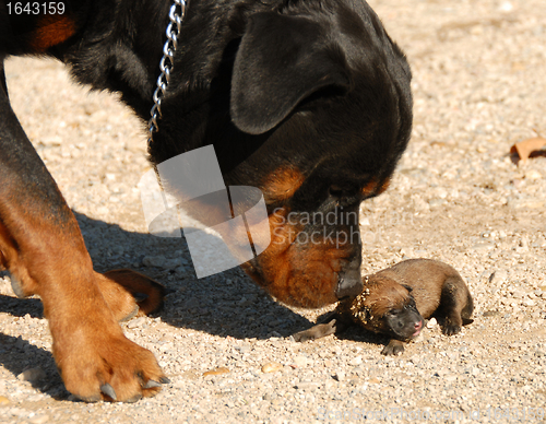 Image of rottweiler and very young puppy