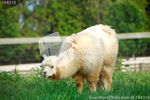 Image of Alpaca Camel Sheep