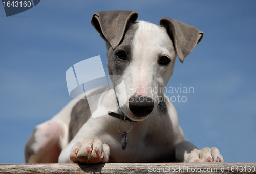 Image of puppy whippet