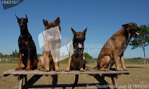 Image of guard dogs