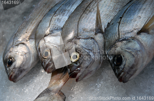 Image of fresh fishes on ice
