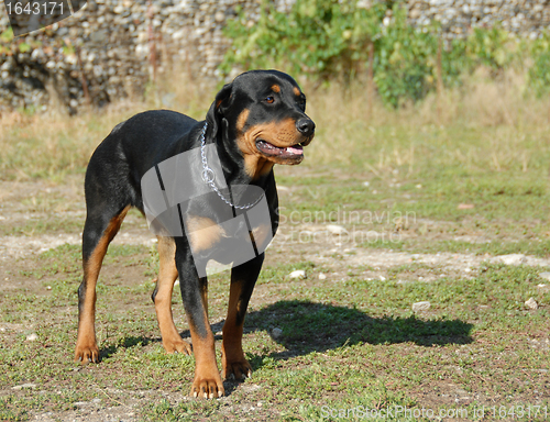 Image of female rottweiler