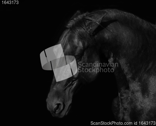 Image of black stallion