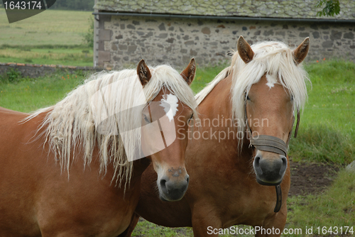 Image of draught horses