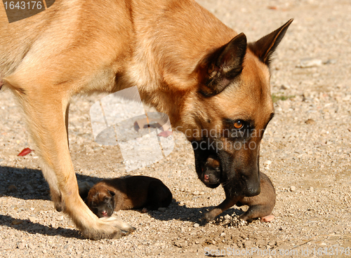 Image of female shepherd and puppies