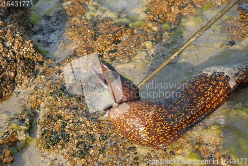 Image of moray fishing