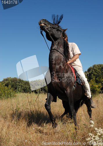 Image of afraid horse