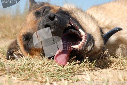 Image of tired belgian shepherd