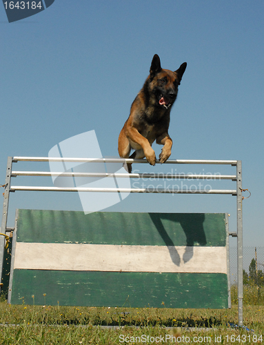 Image of jumping malinois