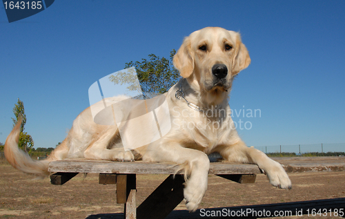 Image of golden retriever