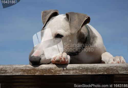 Image of puppy whippet