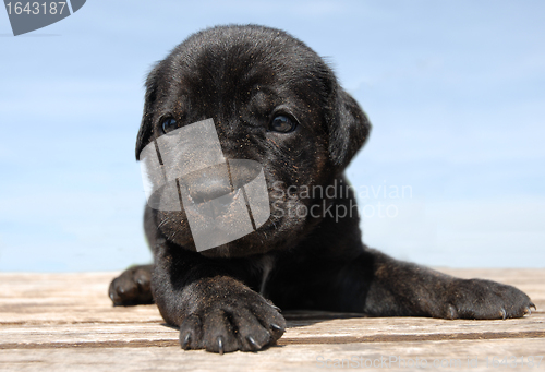 Image of puppy cane corso