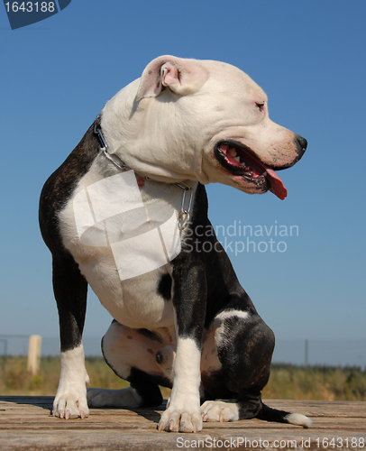 Image of pit bull