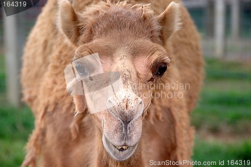 Image of Camel Expression
