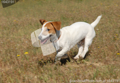 Image of jack russel terrier