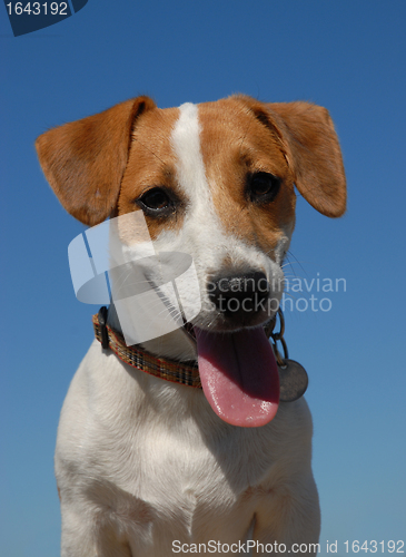 Image of jack russel terrier