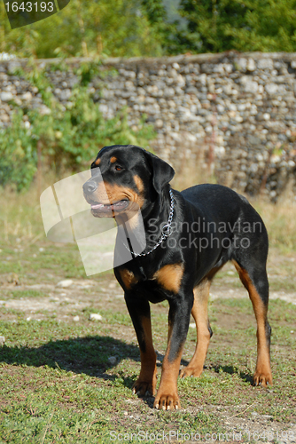 Image of rottweiler