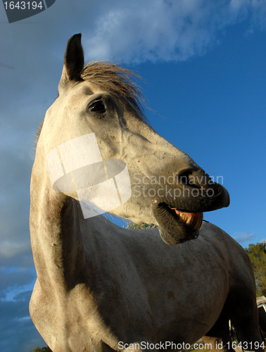 Image of gray horse
