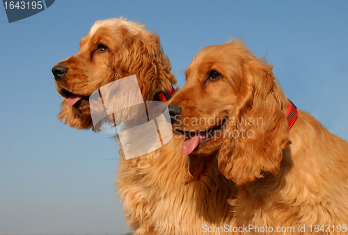 Image of babies english cocker