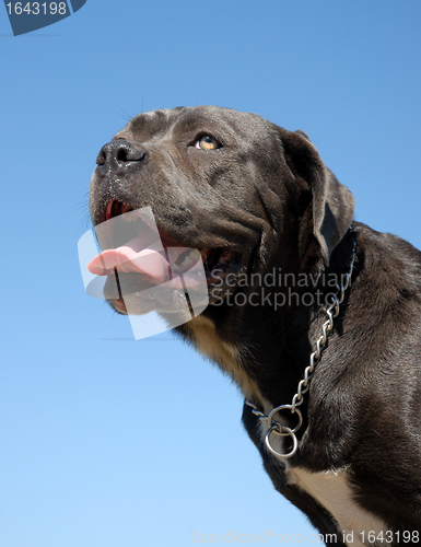 Image of cane corso