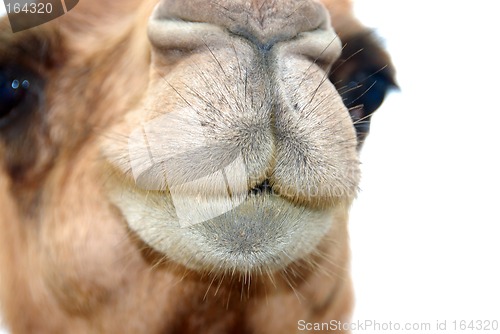 Image of Camel Snout